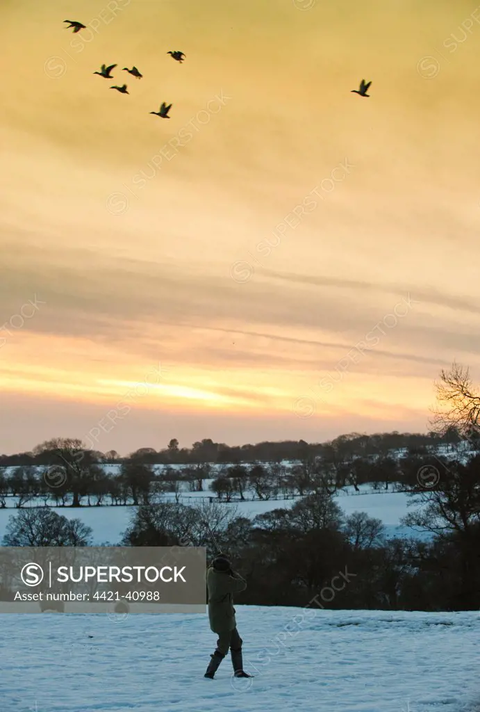 Shooting at ducks, on gamebird shoot in snow at dusk, Lancashire, England, winter