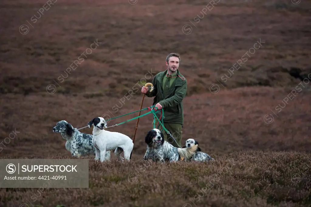 Man standing with English Pointer and English Setters, counting grouse on grouse moor, West Yorkshire, England, november