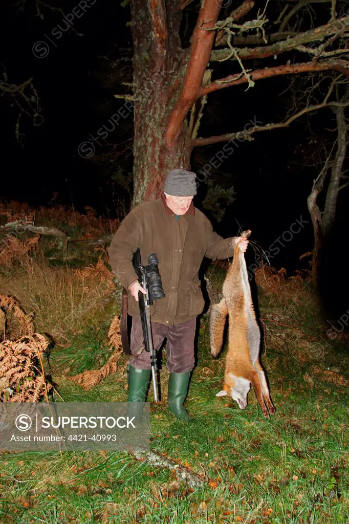 Man holding dead European Red Fox (Vulpes vulpes), shot at night using licenced nite-vision image intensifier scope on rifle, Cairngorms N.P., Grampian Mountains, Highlands, Scotland, november