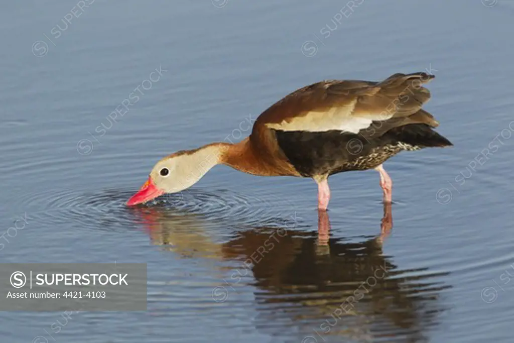 Red-billed Whistling-duck (Dendrocygna autumnalis) adult, drinking, standing in shallow water, South Padre Island, Texas, U.S.A., april