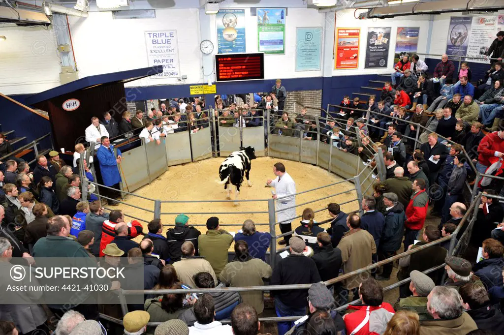 Livestock market, British Blue cattle in auction ring at pedigree sale, Borderway Auction Mart, Carlisle, Cumbria, England