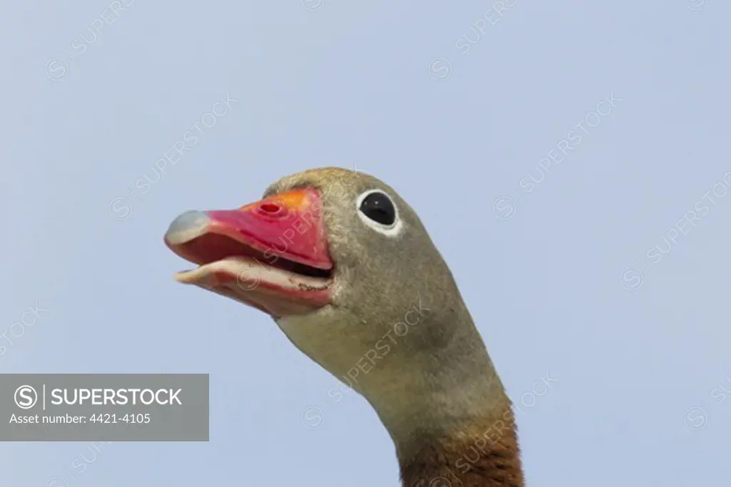 Red-billed Whistling-duck (Dendrocygna autumnalis) adult, close-up of head, South Padre Island, Texas, U.S.A., april