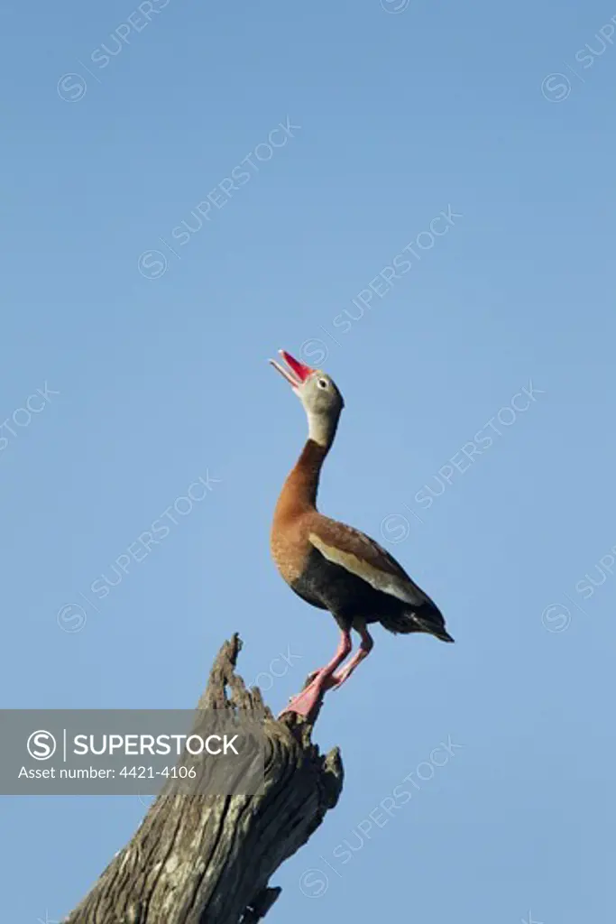 Red-billed Whistling-duck (Dendrocygna autumnalis) adult, calling, standing on snag, Brazos Bend State Park, Texas, U.S.A., april
