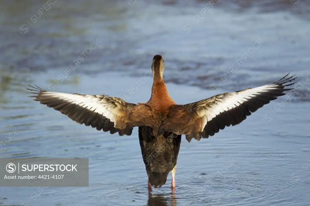 Red-billed Whistling-duck (Dendrocygna autumnalis) adult, flapping wings, standing in shallow water, South Padre Island, Texas, U.S.A., april