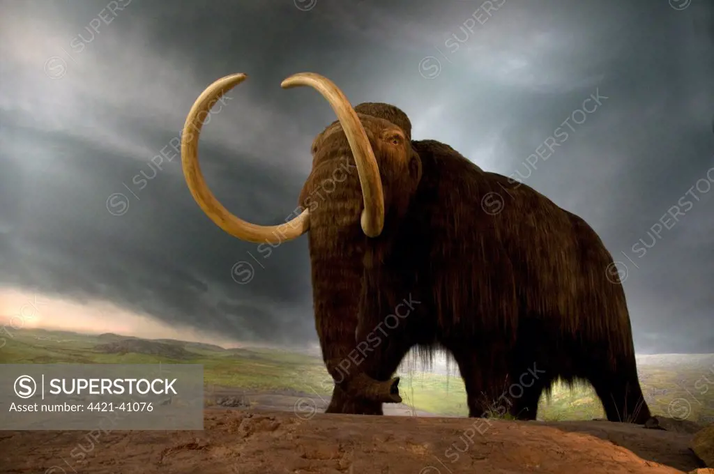 Woolly Mammoth (Mammuthus primigenius) display in museum, Royal BC Museum, Victoria, British Columbia, Canada