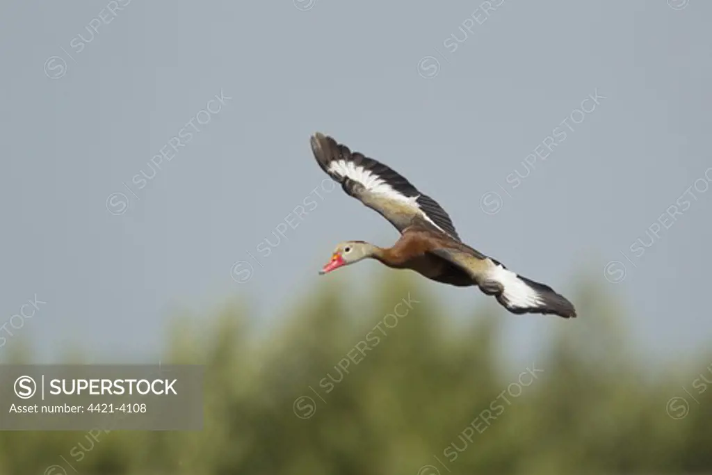 Red-billed Whistling-duck (Dendrocygna autumnalis) adult, in flight, South Padre Island, Texas, U.S.A., april