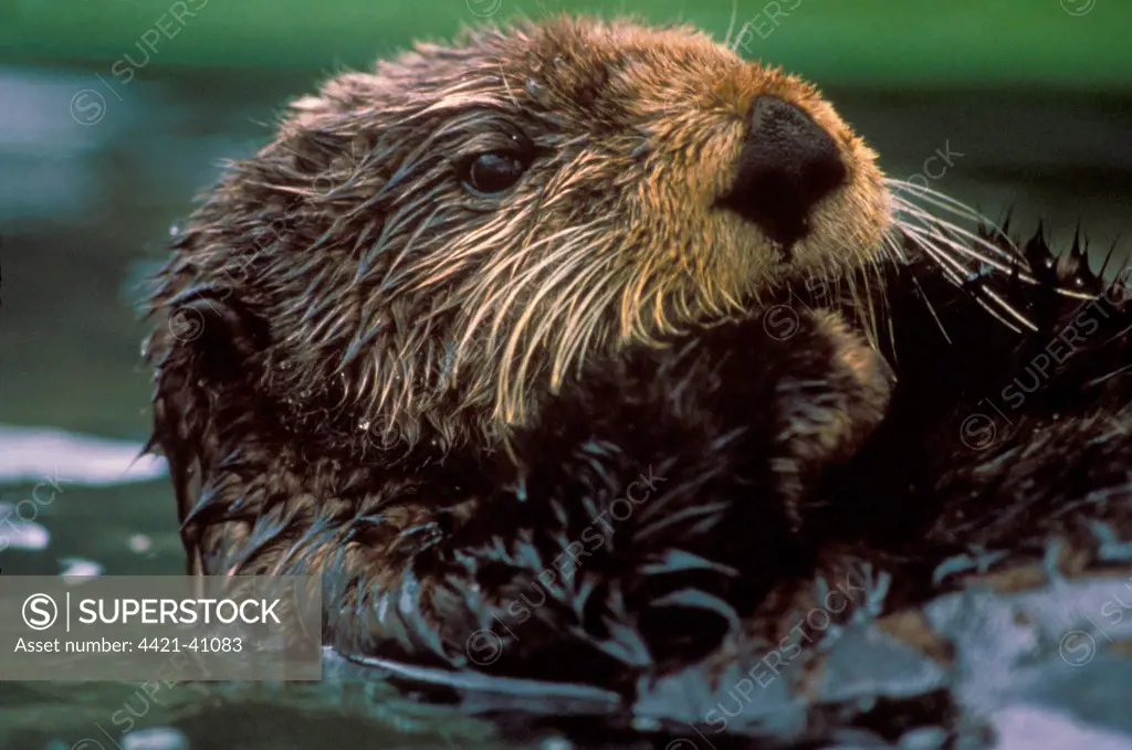 Oil covered Sea Otter (Enhydra lutris), following Exxon Valdez Disaster, Prince William Sound, Alaska, U.S.A.