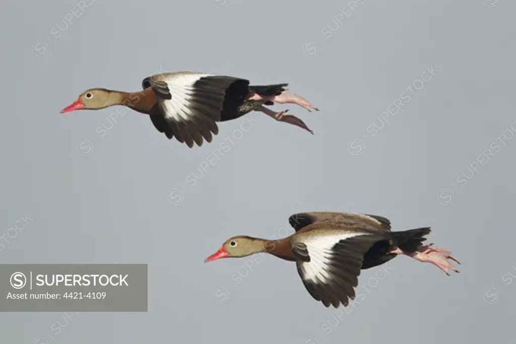 Red-billed Whistling-duck (Dendrocygna autumnalis) two adults, in flight, South Padre Island, Texas, U.S.A., april