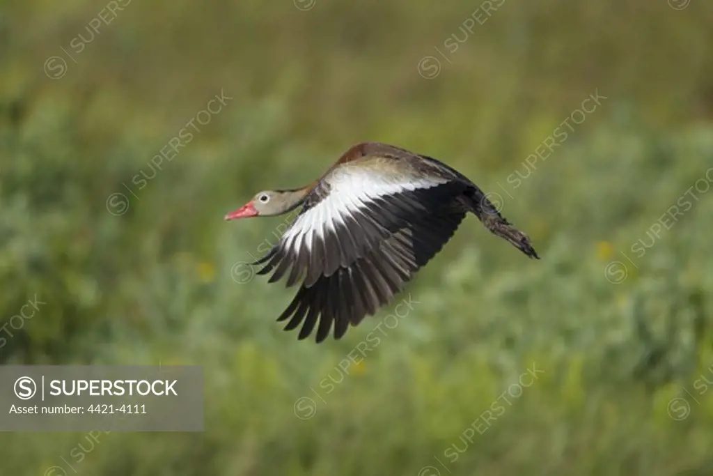 Red-billed Whistling-duck (Dendrocygna autumnalis) adult, in flight, South Padre Island, Texas, U.S.A., april