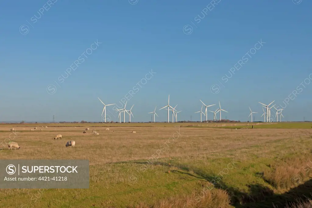 Wind turbines in grazing marsh habitat with sheep flock, Romney Marsh, Kent, England, december