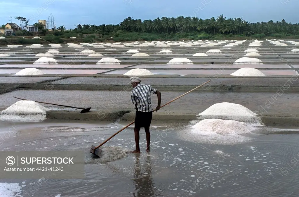 Salt production, commercial saltpans with worker, Kanyakumari, Tamil Nadu, India