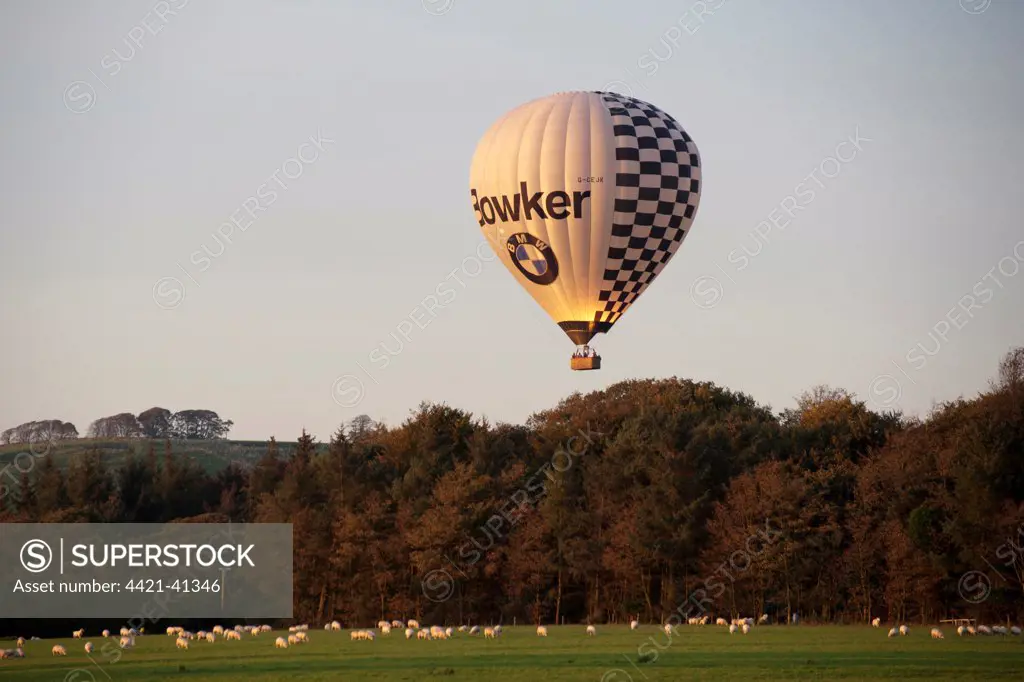 Ballooning, hot-air balloon over farmland with sheep flock, Whitewell, Clitheroe, Lancashire, England, september