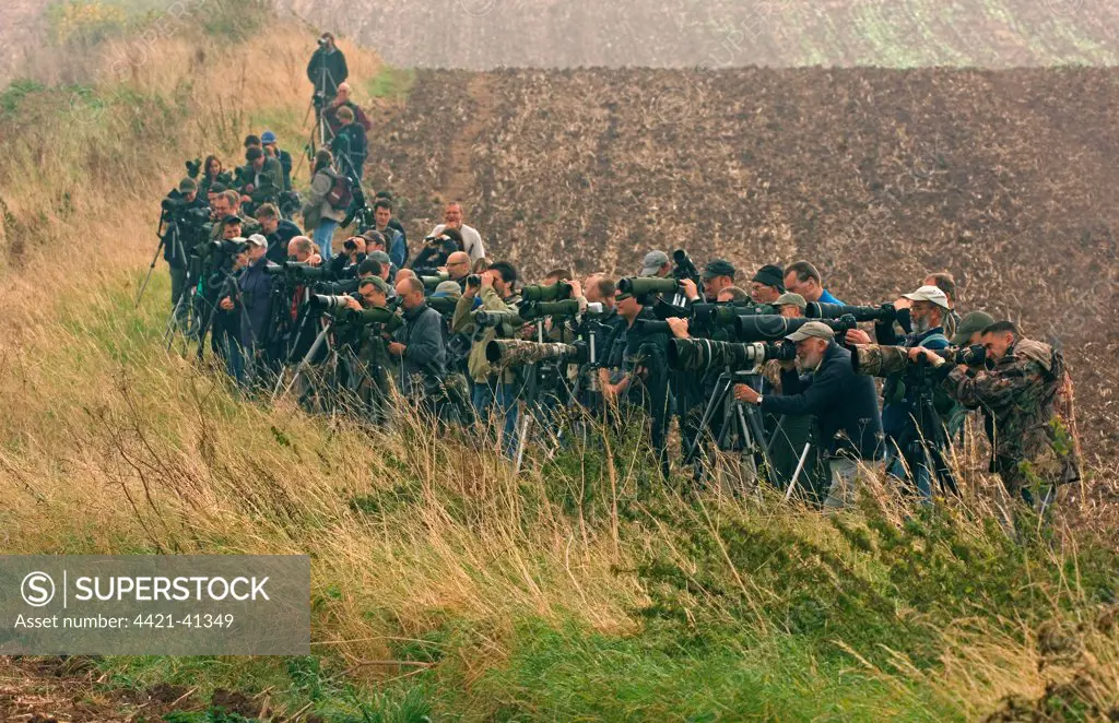 Birdwatchers, crowd of 'twitchers' watching and photographing vagrant bird, England