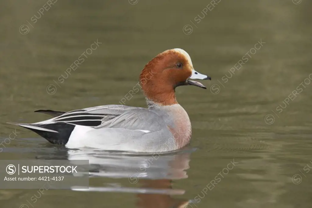 Eurasian Wigeon (Anas penelope) adult male, calling on water, Sussex, England