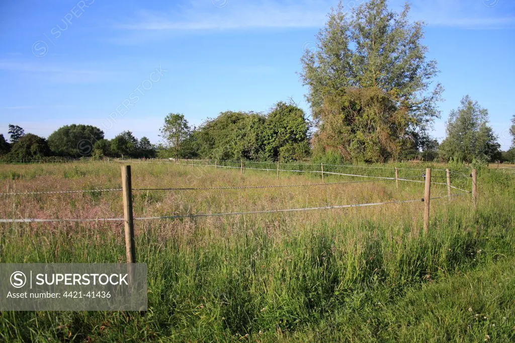 Electric fencing tape around horse paddock with long grass, Roydon, Upper Waveney Valley, Norfolk, England, june