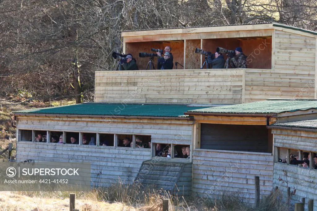 Bird photographers and birdwatchers in hides, viewing Red Kite (Milvus milvus) at feeding station, Gigrin Farm, Powys, Wales, april