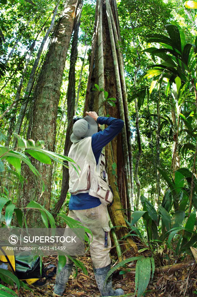 Photographer photographing Strangler Fig (Ficus sp.) in forest, Madre de Dios, Amazonia, Peru