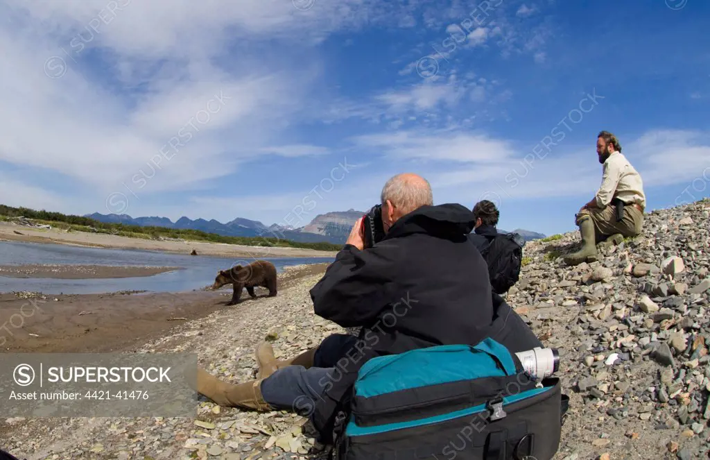 Guide with tourists watching Grizzly Bear (Ursus arctos horribilis) at edge of coastal creek, Hallo Bay, Katmai N.P., Alaska, U.S.A., august