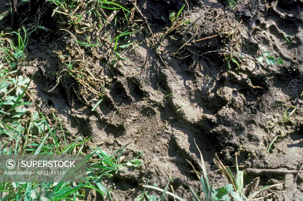 Eurasian Badger (Meles meles) footprint in muddy soil, England