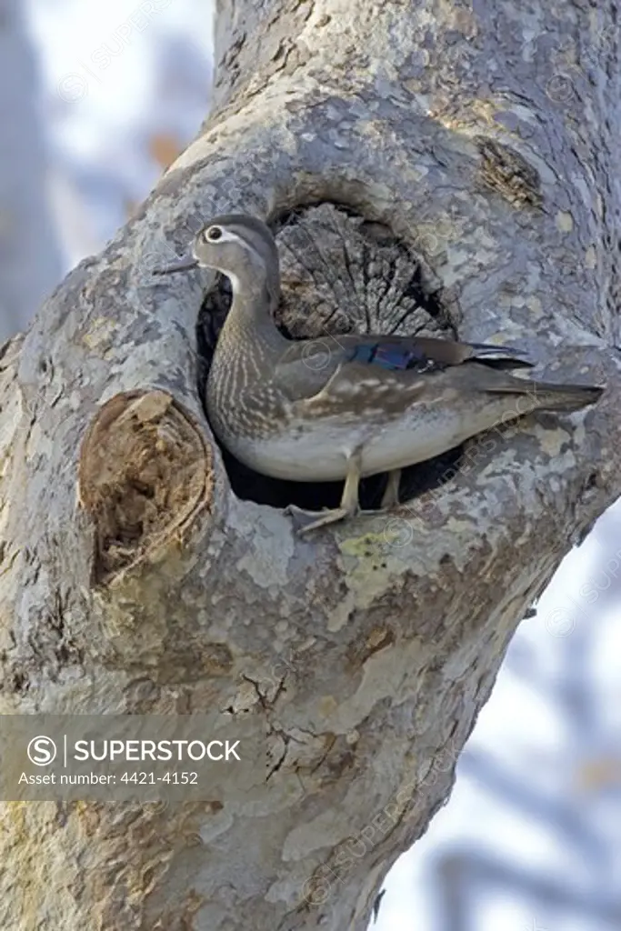 Wood Duck (Aix sponsa) adult female, standing at nesthole in sycamore tree, U.S.A.