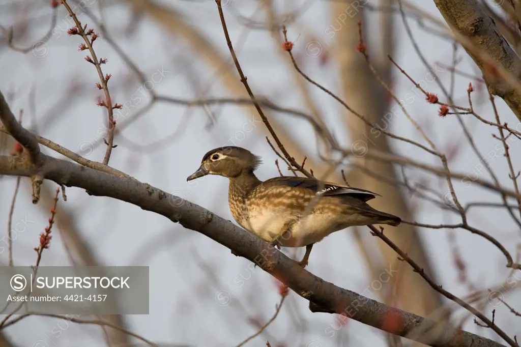 Wood Duck (Aix sponsa) adult female, standing on branch in maple tree, searching for nestsite, Oakes, North Dakota, U.S.A., spring