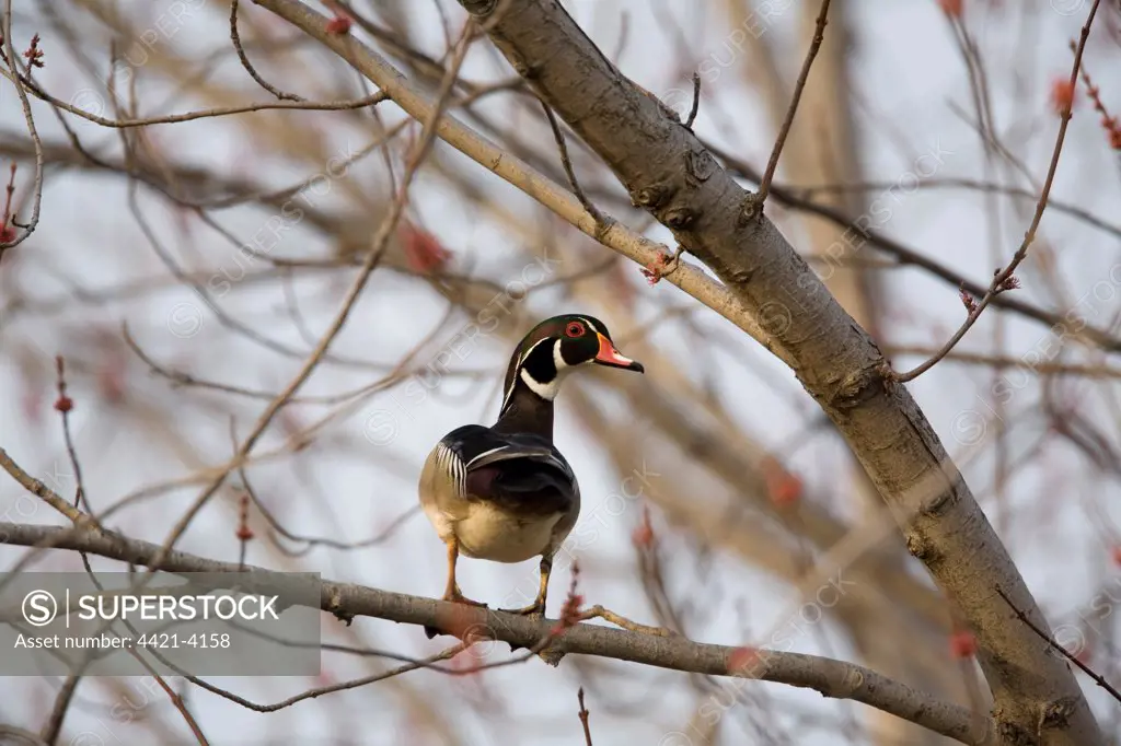 Wood Duck (Aix sponsa) adult male, standing on branch in maple tree, searching for nestsite, Oakes, North Dakota, U.S.A., spring