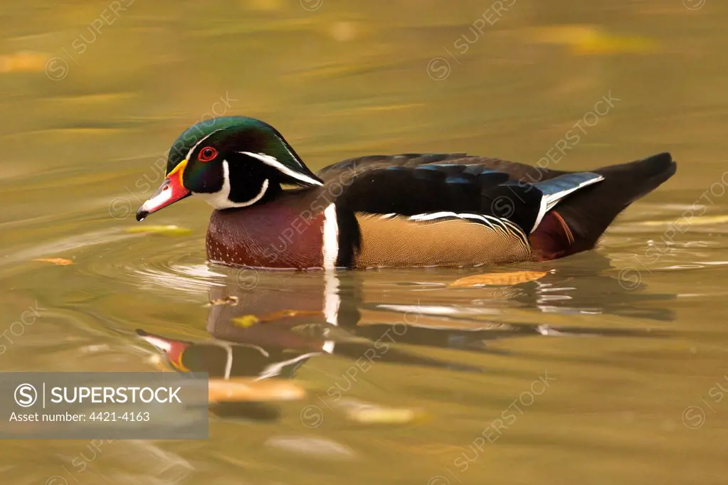 Wood Duck (Aix sponsa) adult male, in breeding plumage, swimming (captive)