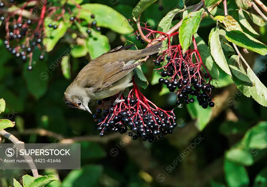 Blackcap (Sylvia atricapilla) juvenile male, feeding on Elder (Sambucus nigra) berries, Norfolk, England, October