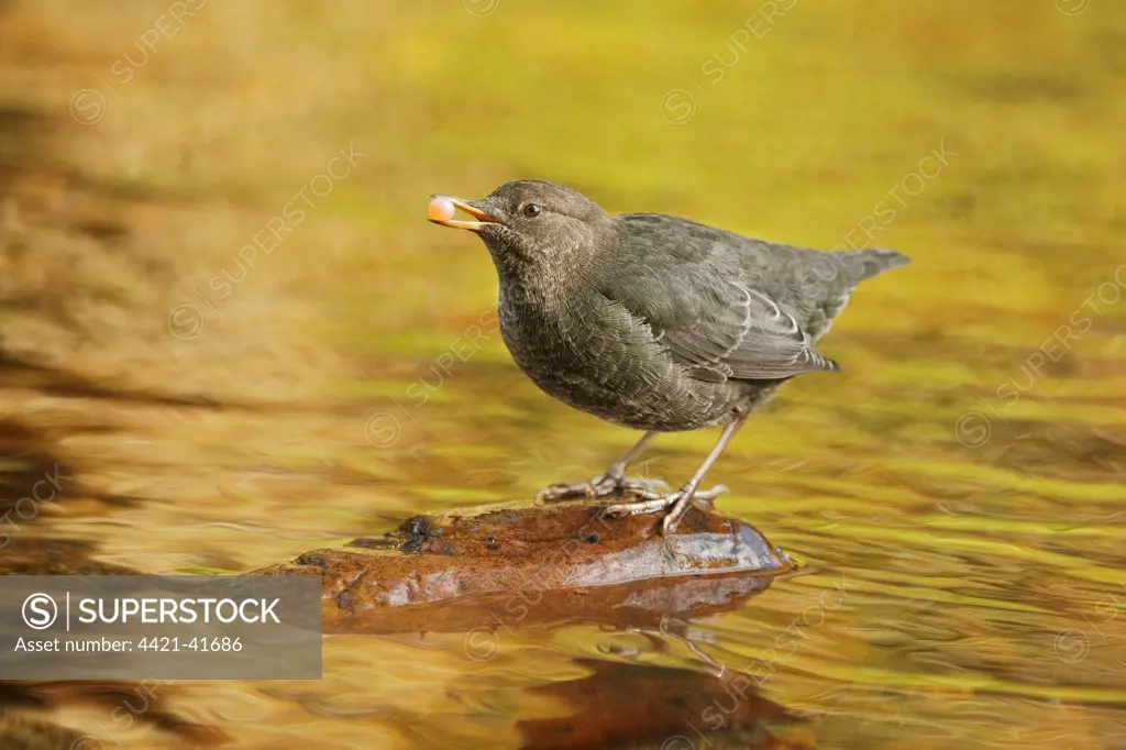 American Dipper (Cinclus mexicanus) immature, feeding on salmon egg, standing on stone in river of temperate coastal rainforest, Great Bear Rainforest, Gribbell Island, British Columbia, Canada, September
