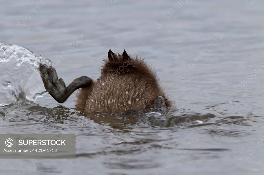 Common Eider (Somateria mollissima) duckling, diving under water, Seahouses, Northumberland, England, June