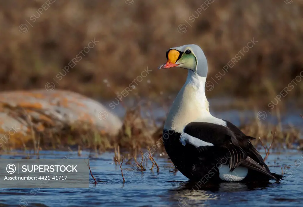 King Eider (Somateria spectabilis) adult male, breeding plumage, standing in shallow water, Nunavut, Canada, July