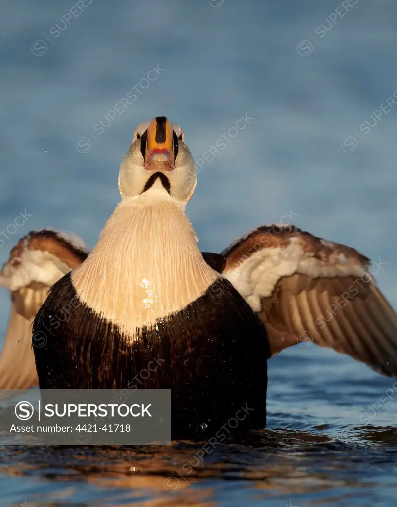 King Eider (Somateria spectabilis) adult male, breeding plumage, flapping wings on water, Nunavut, Canada, July
