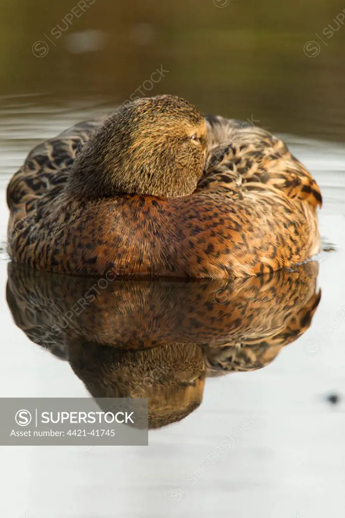 Mallard Duck (Anas platyrhynchos) adult female, resting on water, Derbyshire, England, January