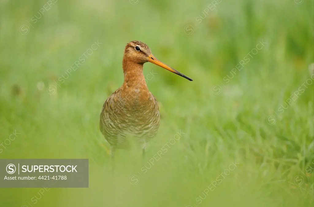 Black-tailed Godwit (Limosa limosa) adult, breeding plumage, standing in grassy field, Netherlands, May