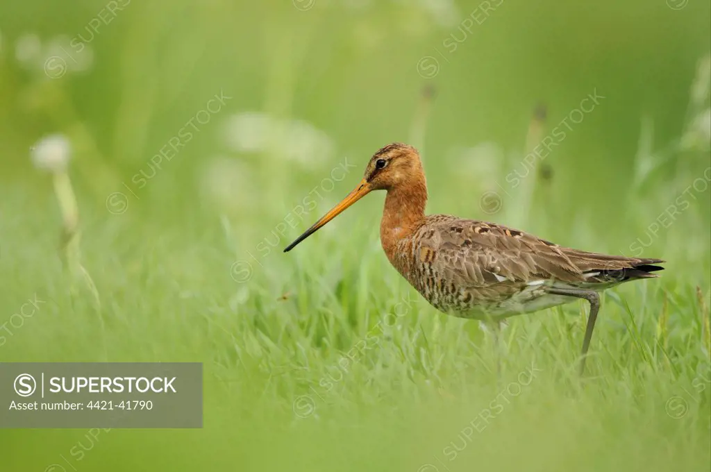 Black-tailed Godwit (Limosa limosa) adult, breeding plumage, walking in grassy field, Netherlands, May