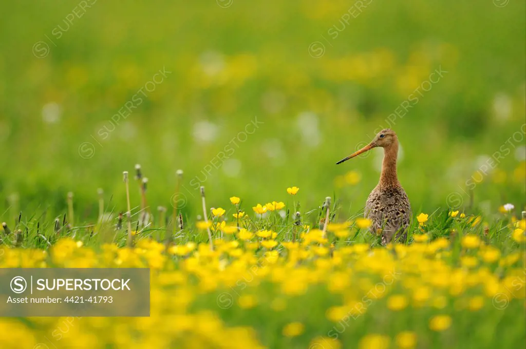 Black-tailed Godwit (Limosa limosa) adult, breeding plumage, standing amongst flowering buttercups in field, Netherlands, May