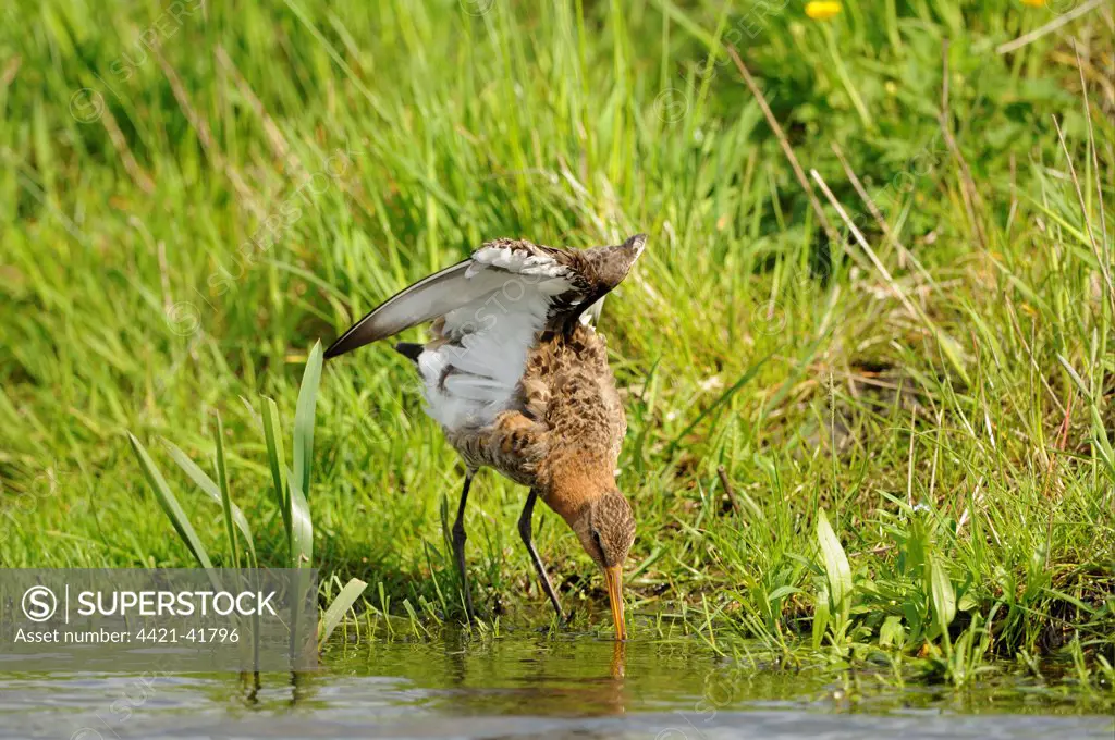 Black-tailed Godwit (Limosa limosa) adult, breeding plumage, drinking and stretching wings, Netherlands, May