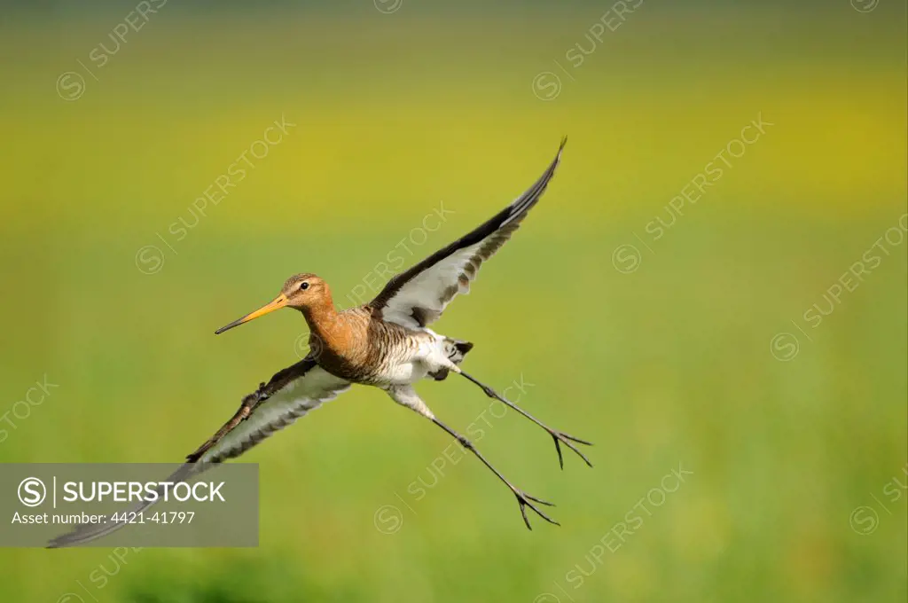 Black-tailed Godwit (Limosa limosa) adult, breeding plumage, in flight, Netherlands, May