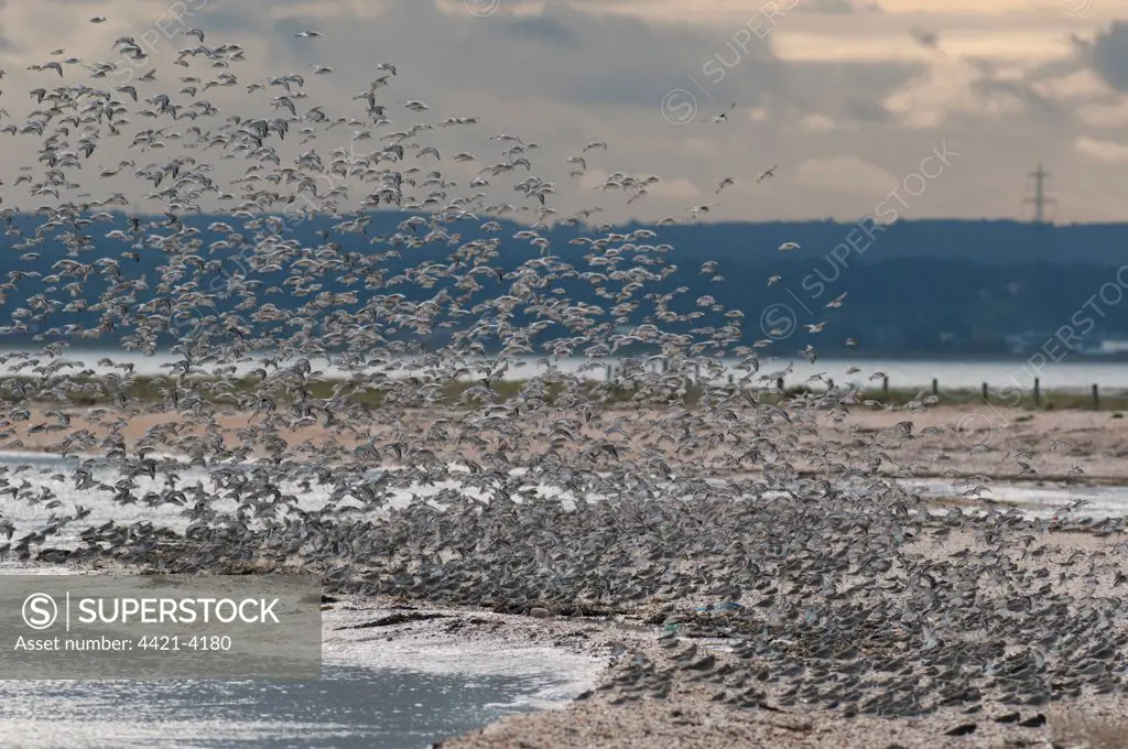 Dunlin (Calidris alpina) and Knot (Calidris canutus) mixed flock, in flight, landing at roost, Swale National Nature Reserve, Isle of Sheppey, Kent, England, november