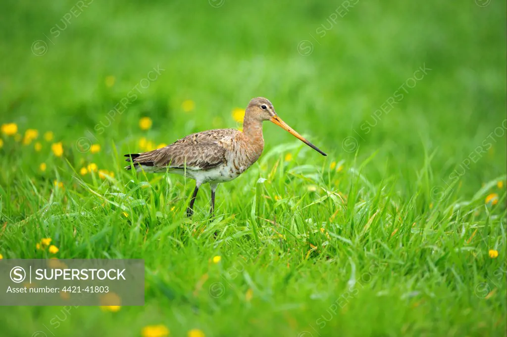 Black-tailed Godwit (Limosa limosa) adult, breeding plumage, walking in grassy field, Netherlands, May