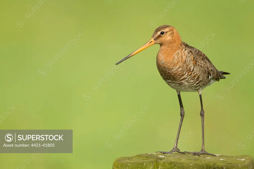 Black-tailed Godwit (Limosa limosa) adult, breeding plumage, standing on post, Netherlands, May
