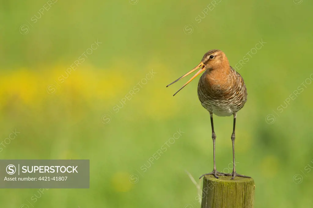 Black-tailed Godwit (Limosa limosa) adult, breeding plumage, calling, standing on post, Netherlands, May