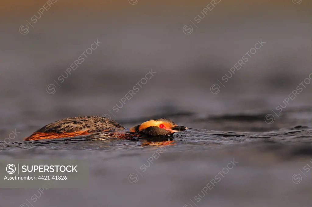 Slavonian Grebe (Podiceps auritus) adult, breeding plumage, in aggressive posture on water, Iceland, June