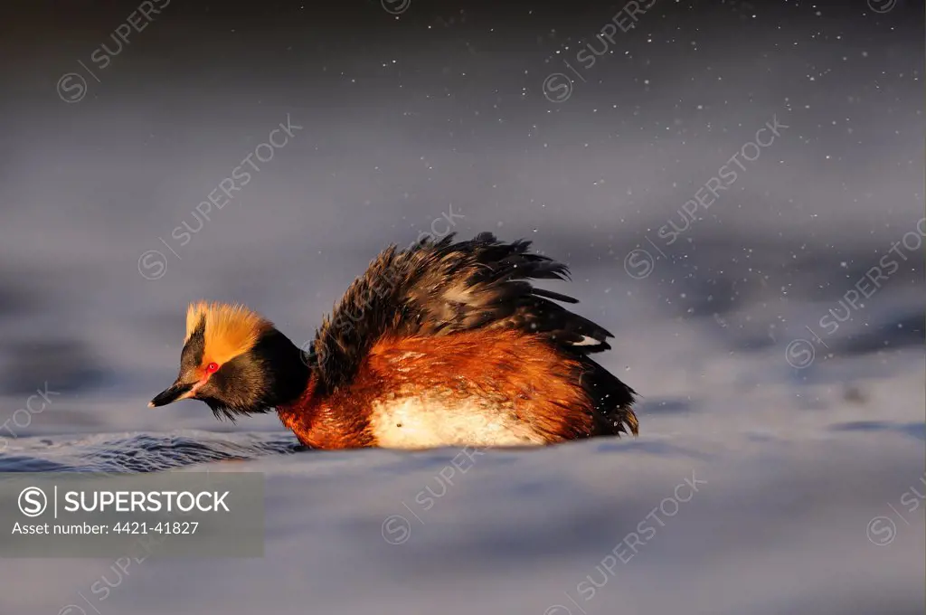 Slavonian Grebe (Podiceps auritus) adult, breeding plumage, shaking water from feathers on water, Iceland, June