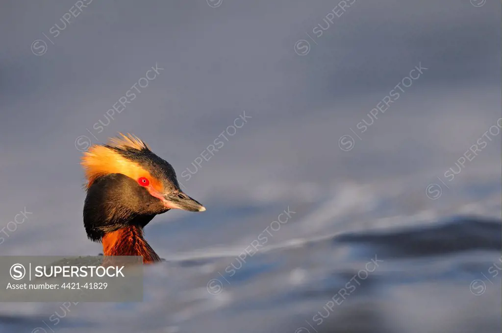 Slavonian Grebe (Podiceps auritus) adult, breeding plumage, swimming between waves, Iceland, June