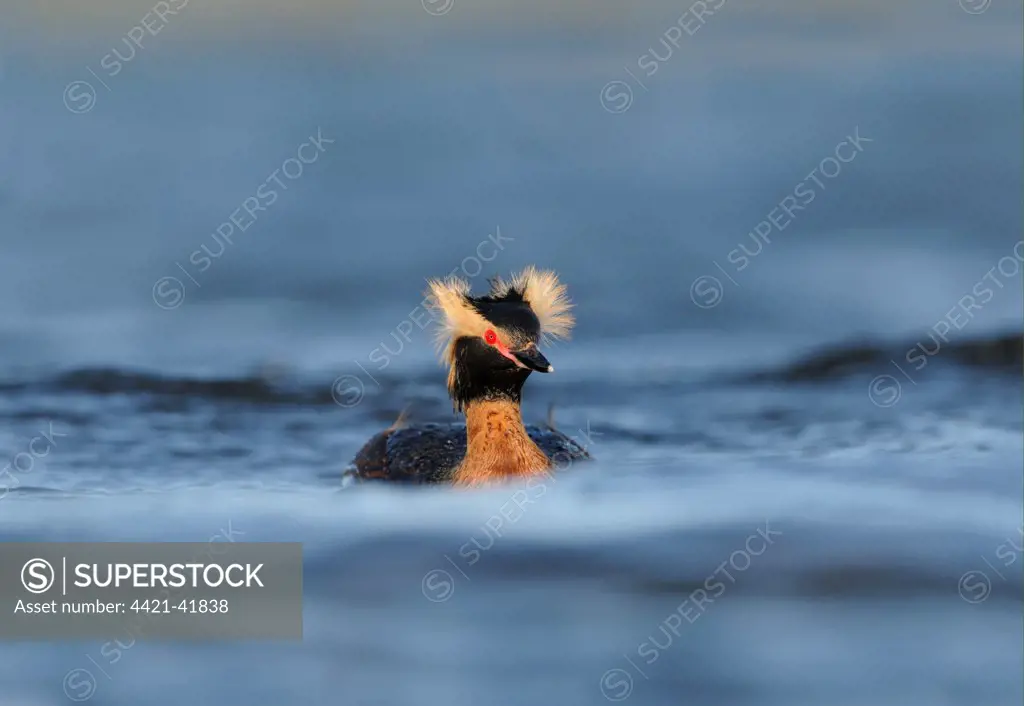 Slavonian Grebe (Podiceps auritus) adult, breeding plumage, displaying with crests raised on water, Iceland, June