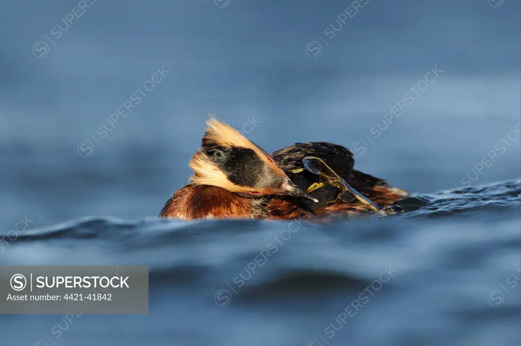 Slavonian Grebe (Podiceps auritus) adult, breeding plumage, preening on water, Iceland, June