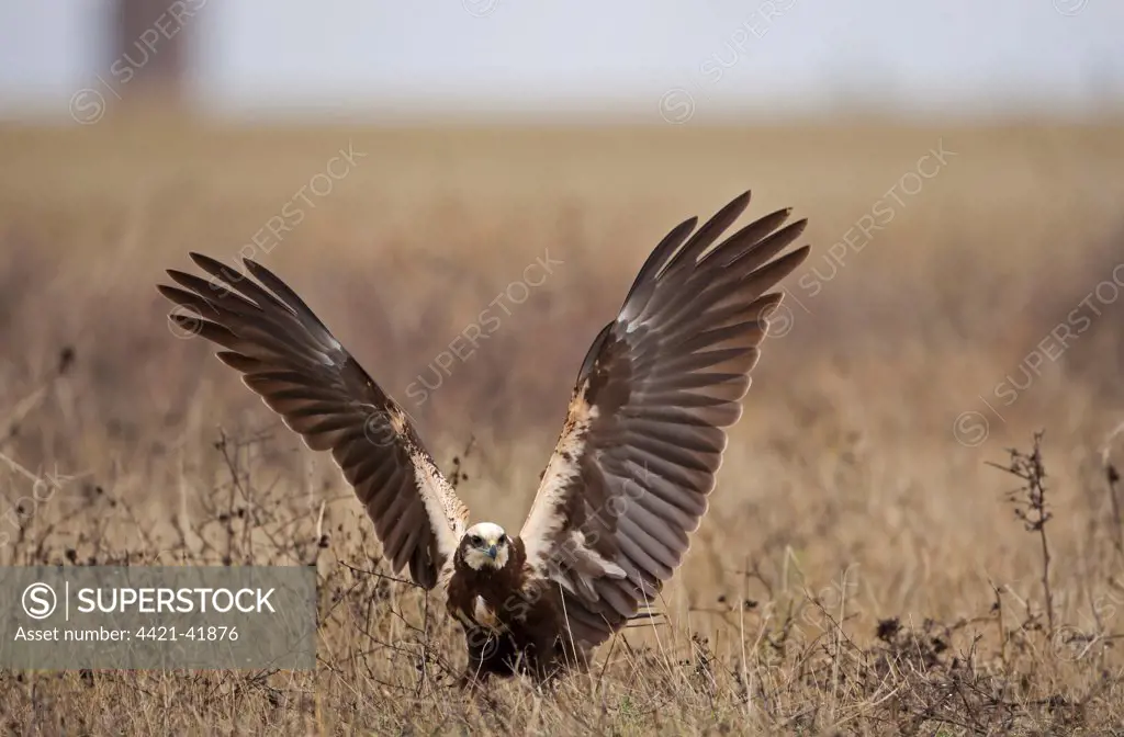 Western Marsh Harrier (Circus aeruginosus) adult female, landing on ground with wings spread, Northern Spain, November