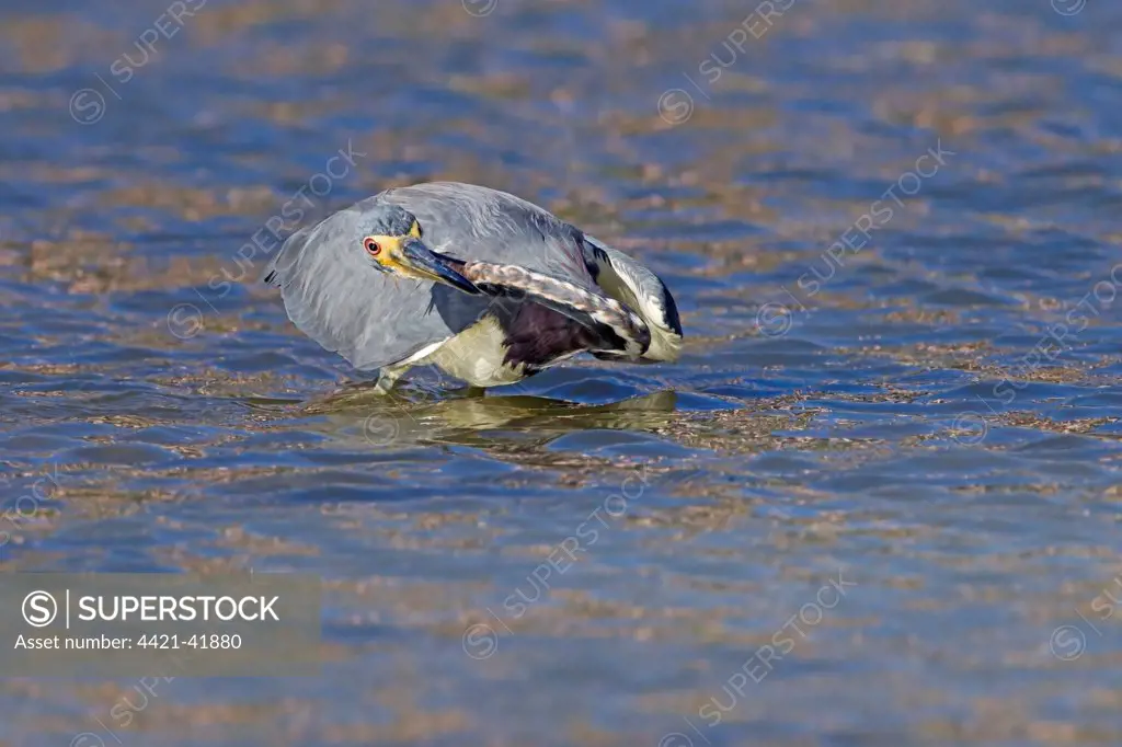 Tricoloured Heron (Egretta tricolor) adult, fishing in water, Florida, U.S.A., February
