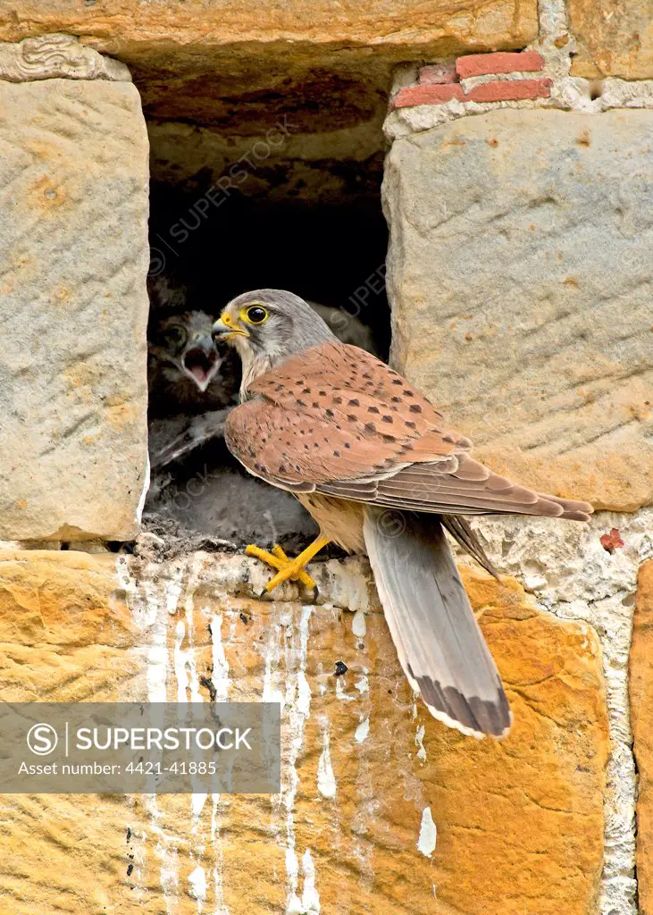 Common Kestrel (Falco tinnunculus) adult male, with chicks at nest entrance in sandstone barn, Sussex, England, July
